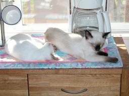 kittens - 071407 2